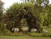 My garden arch shaped from two hibiscus bushes