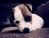 Patches_Alexpfoss