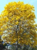 This is what we are all looking forward to, to spring when all the Tubbuias flower in White River