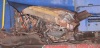 Fisantekraal train collision: Close up of damage to driver compartment of passenger train