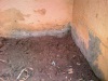 Rising damp around the entire base of the house