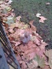 A squirrel in St James Park, London 2010