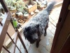 A dog's life in this weather in Johannesburg