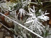 Snow in our garden in Jhb