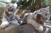 Baby Tiger cubs at Cango!