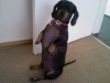 My dogter, Noodle