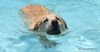 A Labrador finds a fun way to cool off on a hot summer's day in SA.