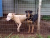These poor chaps need a home