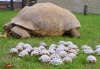 Mother taking her babies for a walk in the park