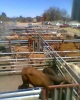 This is auction of cattle,which is held by vleisntraal bosveld at burhmansdrift near mafikeng every fourthnite of a month every thursdays