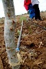 Piping on 300 acres piece of land supposedly meant for planting of maize crops to supplement what is produced locally (Fridah Mutune, News24 user)