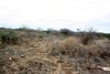 Wikithuki Cooperative Irrigation Scheme at Tseikuru in Mwingi (Fridah Mutune, News24 user)