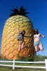 Giant Pineapples in the Summer Sun!