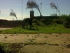 Live stock in the township destroying green environment at Joe Gqabi Long Distance Bus Station.