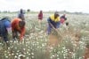 Farmers picking pyrethrum in Nyandarua. Nyandarua governor has promised to revive the pyrethrum sector in the county after years of neglect (Kelvin Wanjohi, News24 user)