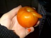 What is happening to our food? Deformity...My tomato has a nose!?