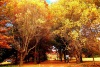 Golden autumn