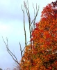Last Autumn Leaves