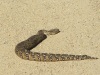 A friendly snake I met one day on the way to the station...