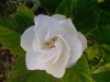 The beauty of flowers