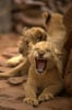 Little king of the jugle