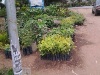 Overgrown seedlings on sale. (Philip Kithome, News24 user)
