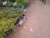 Orange seedlings being sold by the roadside in Kitui town. (Philip Kithome, News24 user)