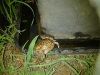 I saw this Redlip snake in my  garden having its supper.