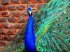 Gauteng Peacock