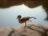 Mongolian Arstretch Duck