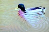 Yellow Billed Drain-duck