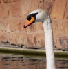Drooling Pedestal Swan