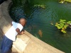 An unidentified young boy looking at fish in a pond at Burgers Park in Pretoria