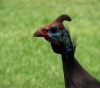 Single-horn Rhinoceros Fowl