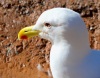 Transylvanian Blood-sucking Gull