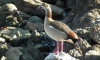 BIRD PHOTOGRAPHED POSING FOR GOOGLE STREETVIEW