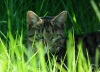 MINIATURE CAT HIDING IN ASTROTURF. (Somewhere in Orania -NON GOOGLE)