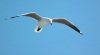 TOP SECRET -Hang glider in disguise near WELKOM