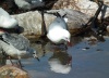 GULL caught during SEANCE. Thunderbolt hit him 0.2005 seconds later.
