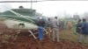 KWS chopper makes emergency landing in a shamba (Joseph Mukubwa, News24 user).