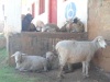 Sheep resting in front of a Chemist to avoid the scorching sun (Tony Karomo, News24 user)