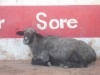 Sheep resting in front of a Chemist to avoid the scorching sun (Tony Karomo, News24 user)