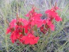 Wildflowers in Muldersdrift