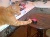 Funny Cat