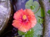 Water Hibiscus 1
