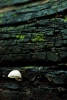 Just off the walking trail, a mushroom growing out a dead log
