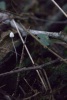 Small capped mushroom among amidst foliage
