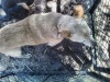 Township Animal Rescue need homes for their dogs.