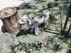 Township Animal Rescue need homes for their dogs.