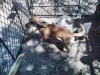 Township Animal Rescue need homes for their dogs.